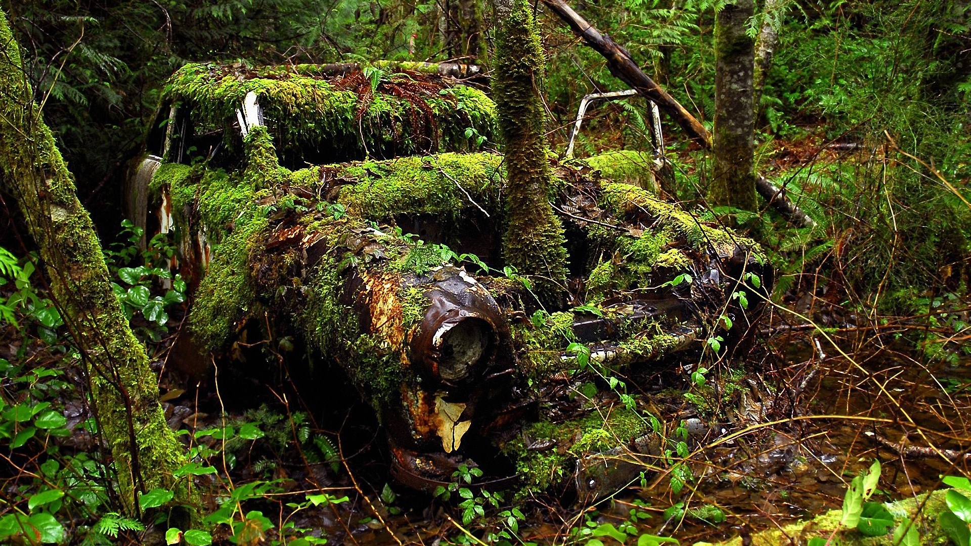 abandoned car in forest