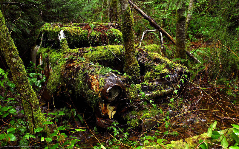 Abandoned car in forest