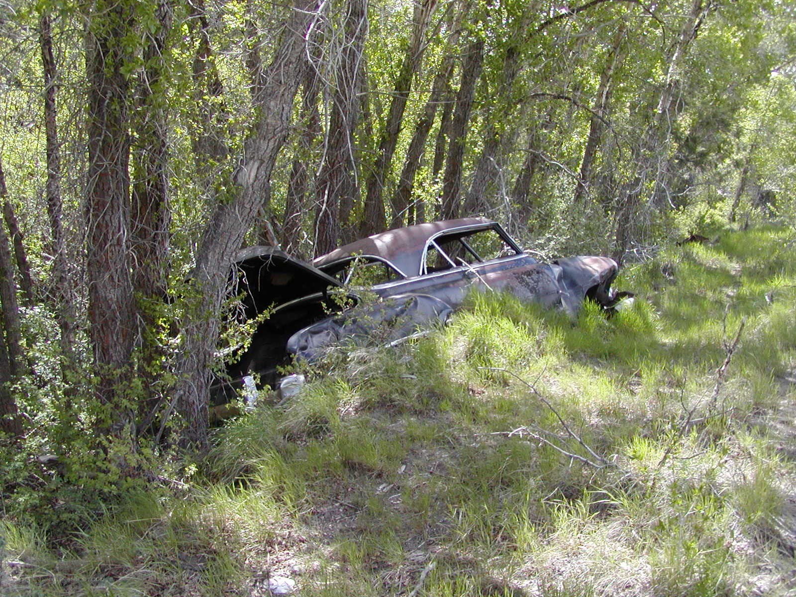 Abandoned car in forest