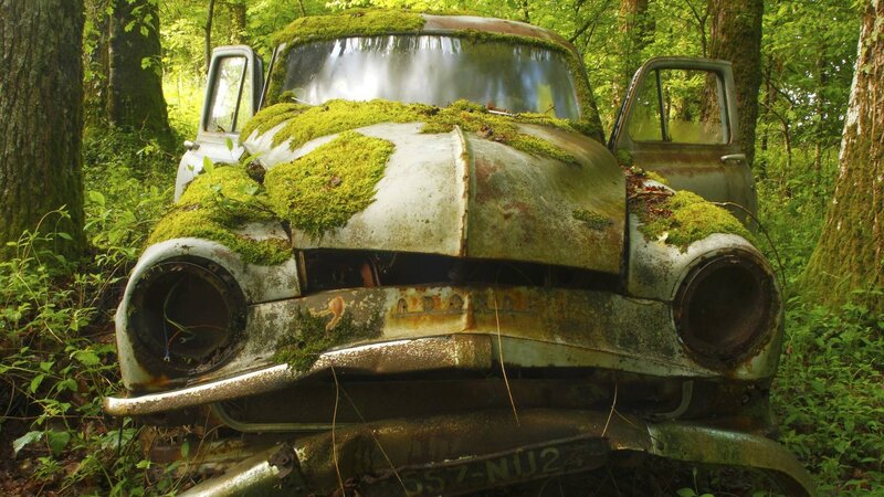 Abandoned Car in Forest — Green, Overgrown, Afternoon