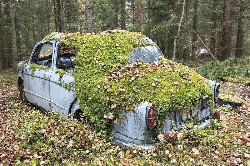 Abandoned Car in Forest — Green, Overgrown, Autumn