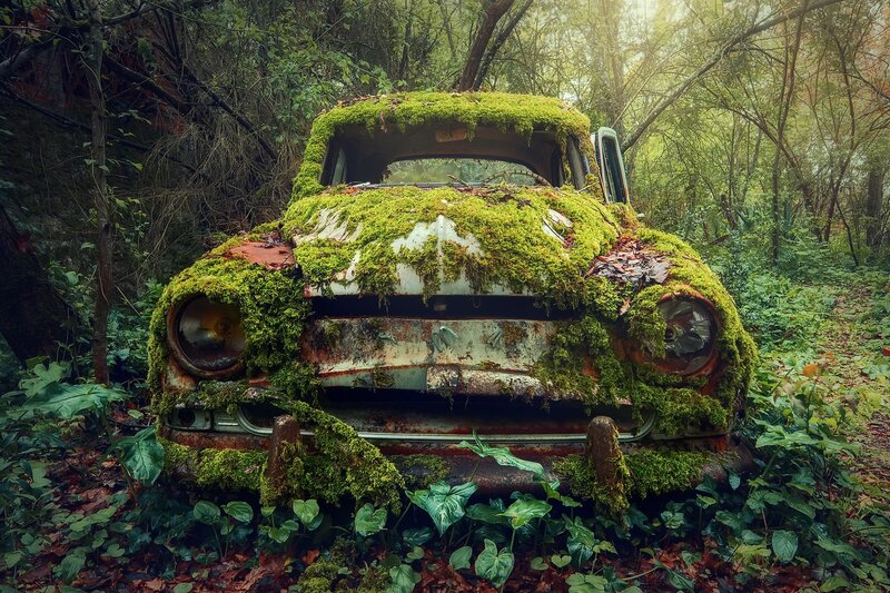 Abandoned Car in Forest — Green, Overgrown, Morning, Photograph