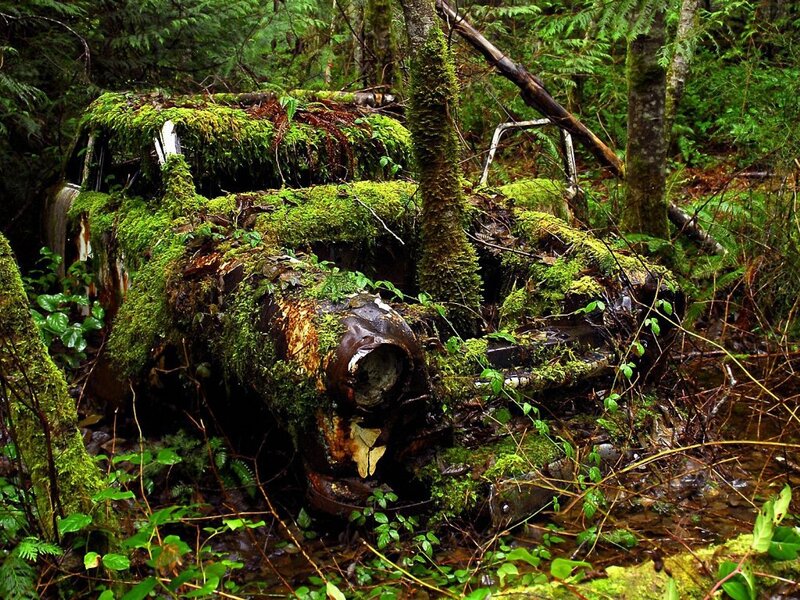 Abandoned Car in Forest — Green, Overgrown, Photograph