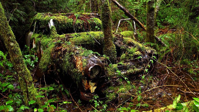 Abandoned Car in Forest — Overgrown
