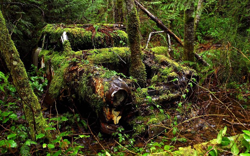 abandoned car in forest