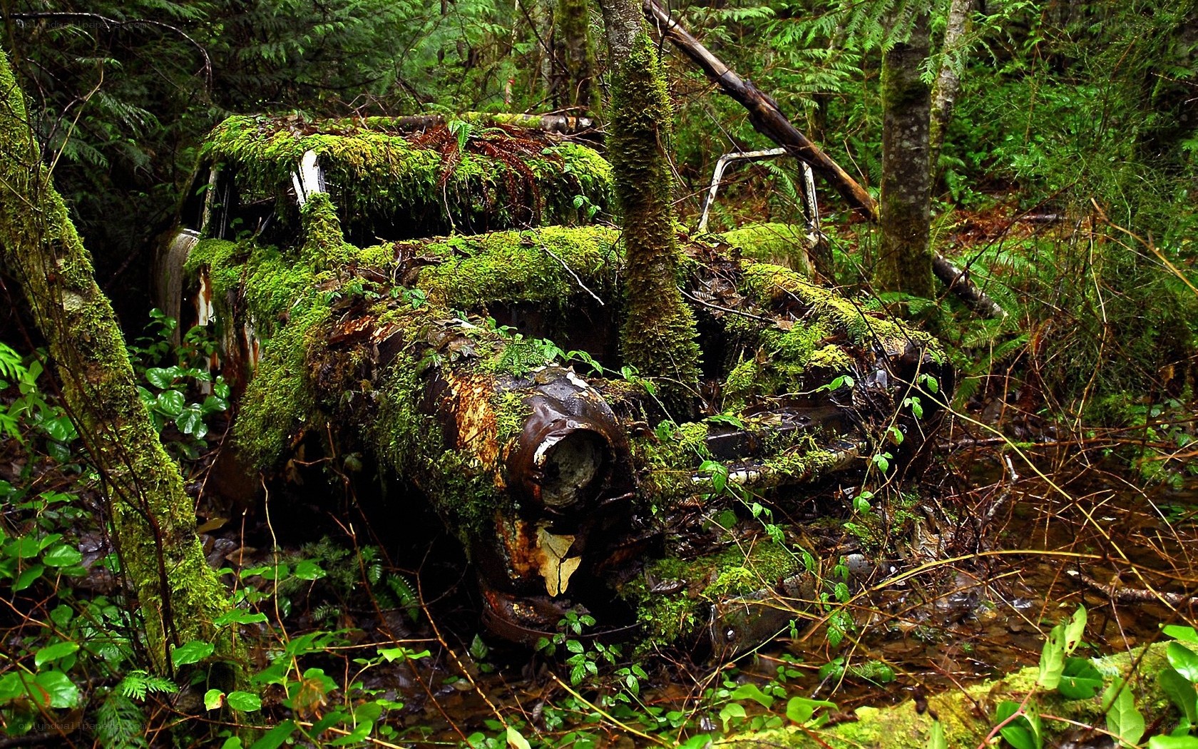 abandoned car in forest