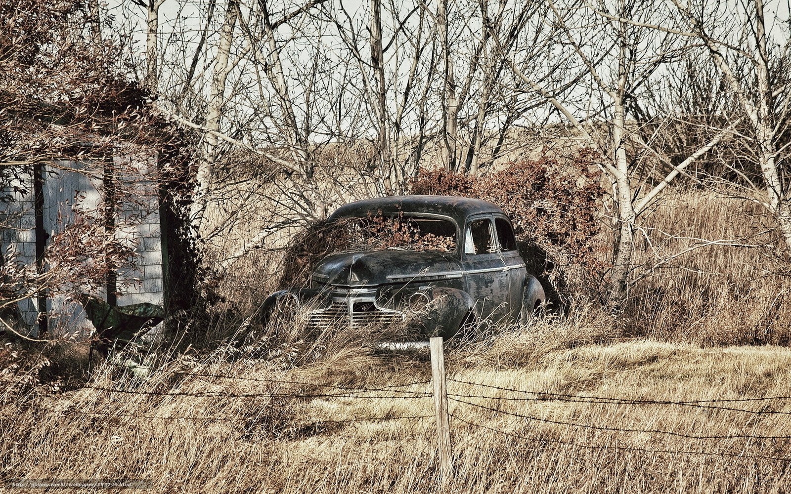 Abandoned car in overgrown field