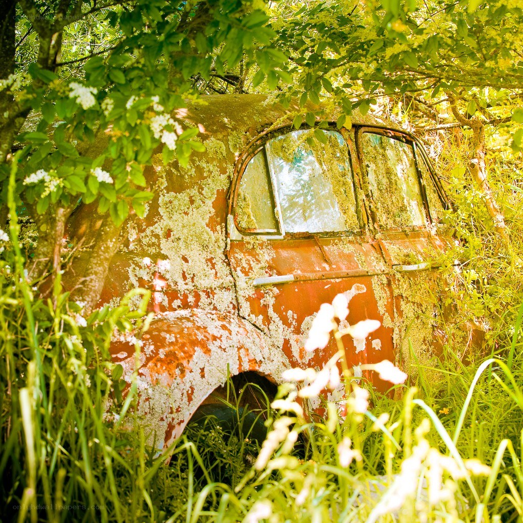 Abandoned car in overgrown forest
