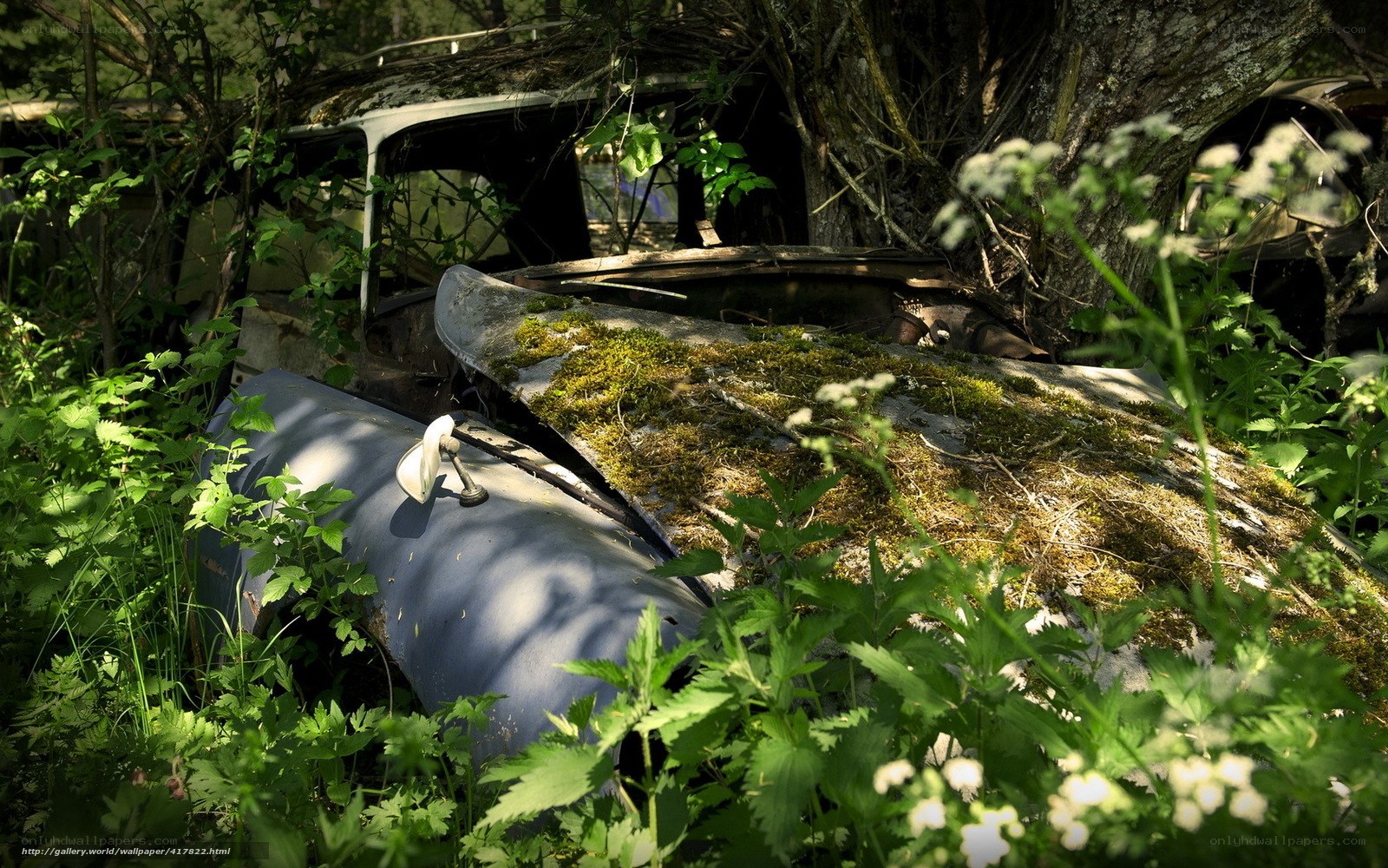 Abandoned car in overgrown forest