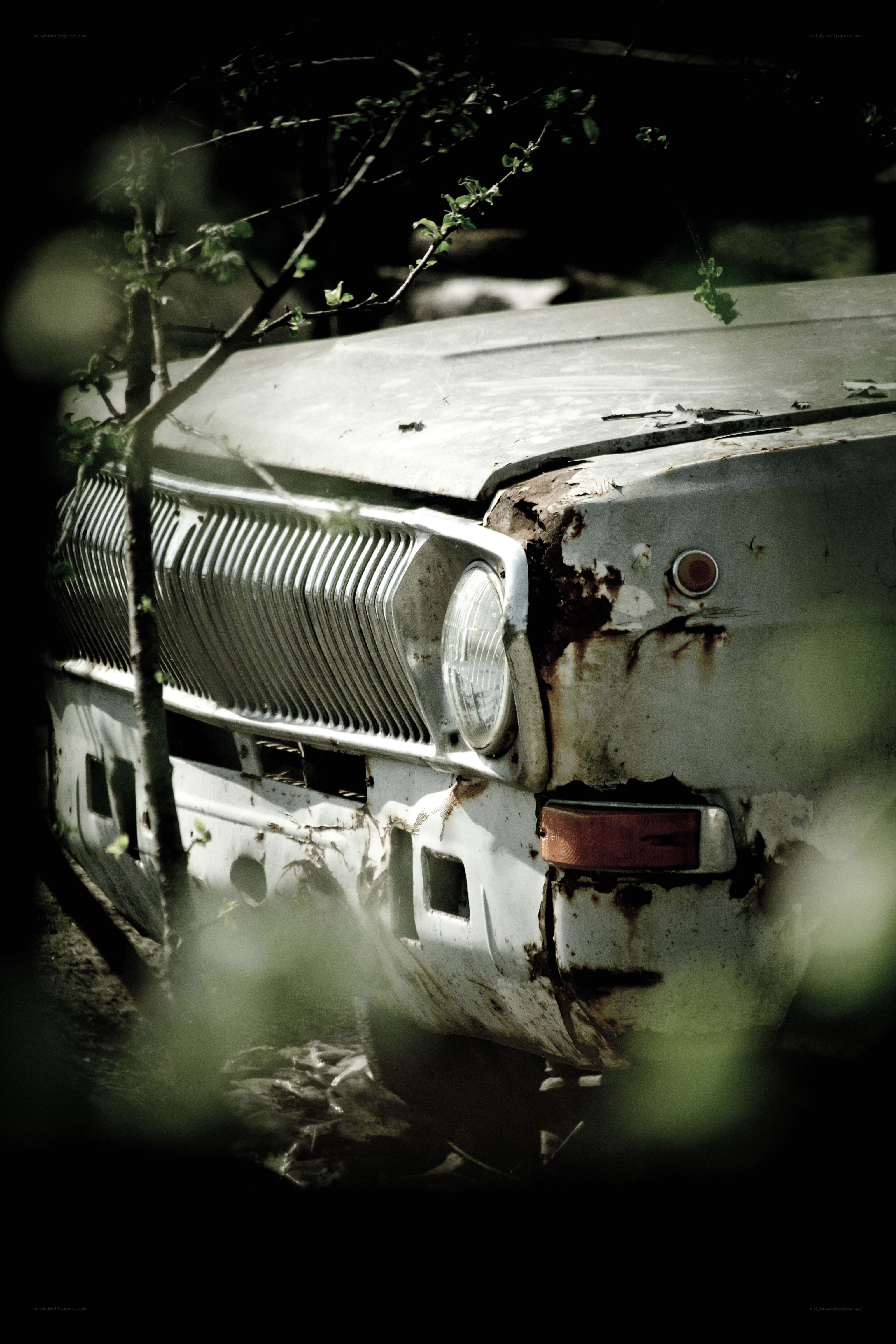 abandoned car in overgrown lot
