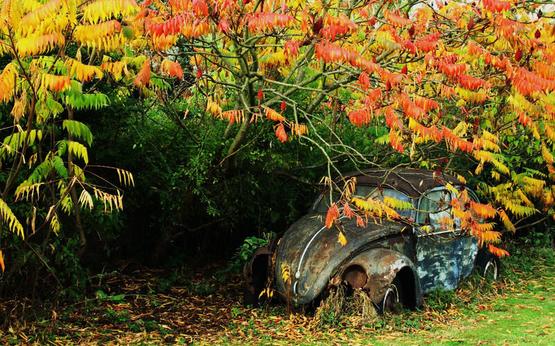 Abandoned Car under Tree — Red