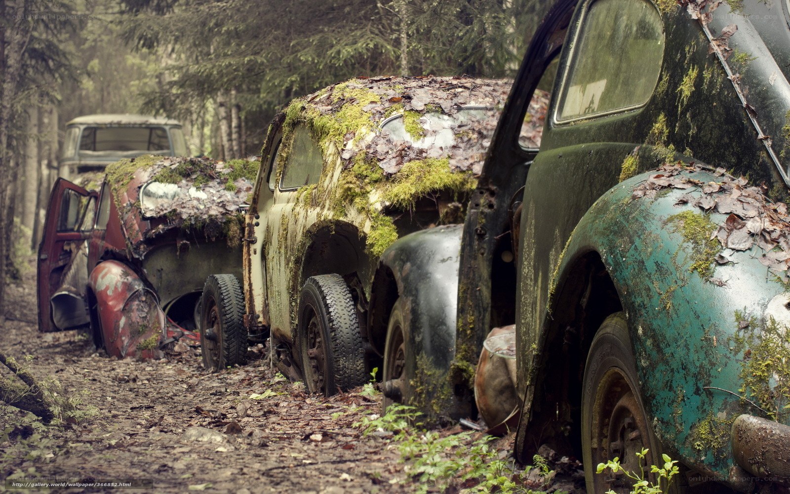 Abandoned cars in forest