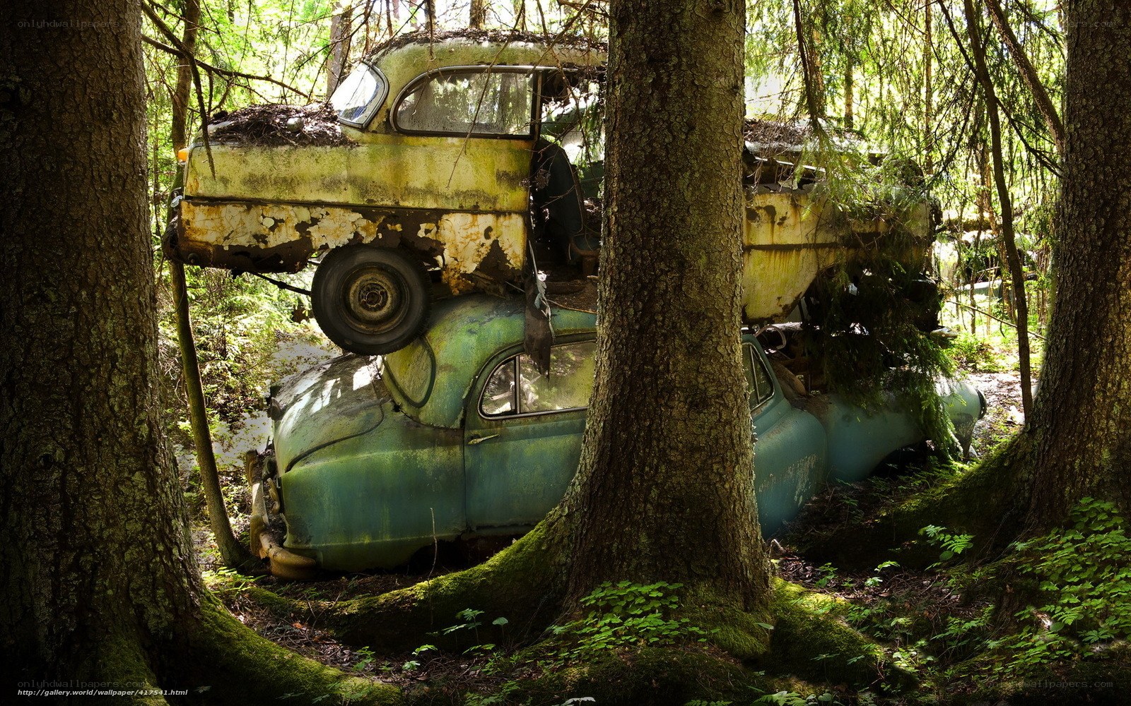 Abandoned cars in forest
