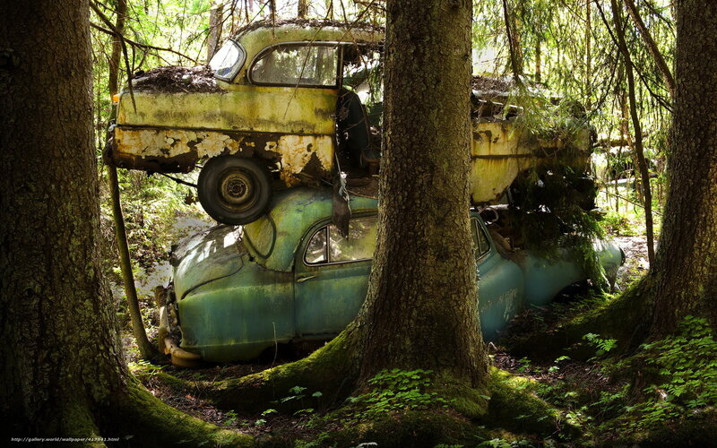 Abandoned Cars in Forest — Green, Serene
