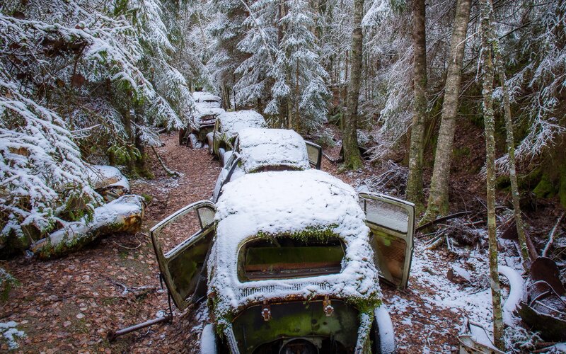 Abandoned Cars in Forest — White