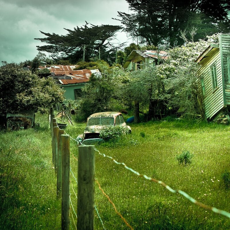 abandoned cars in overgrown yard