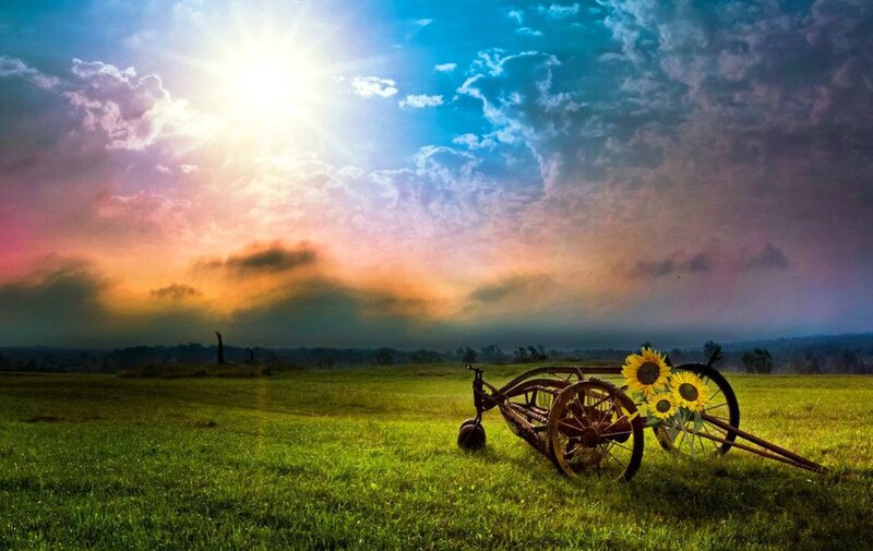 Abandoned Cart with Sunflowers