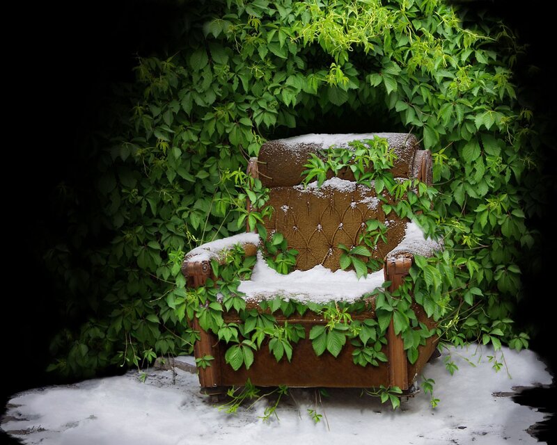 Abandoned chair in snow and vines