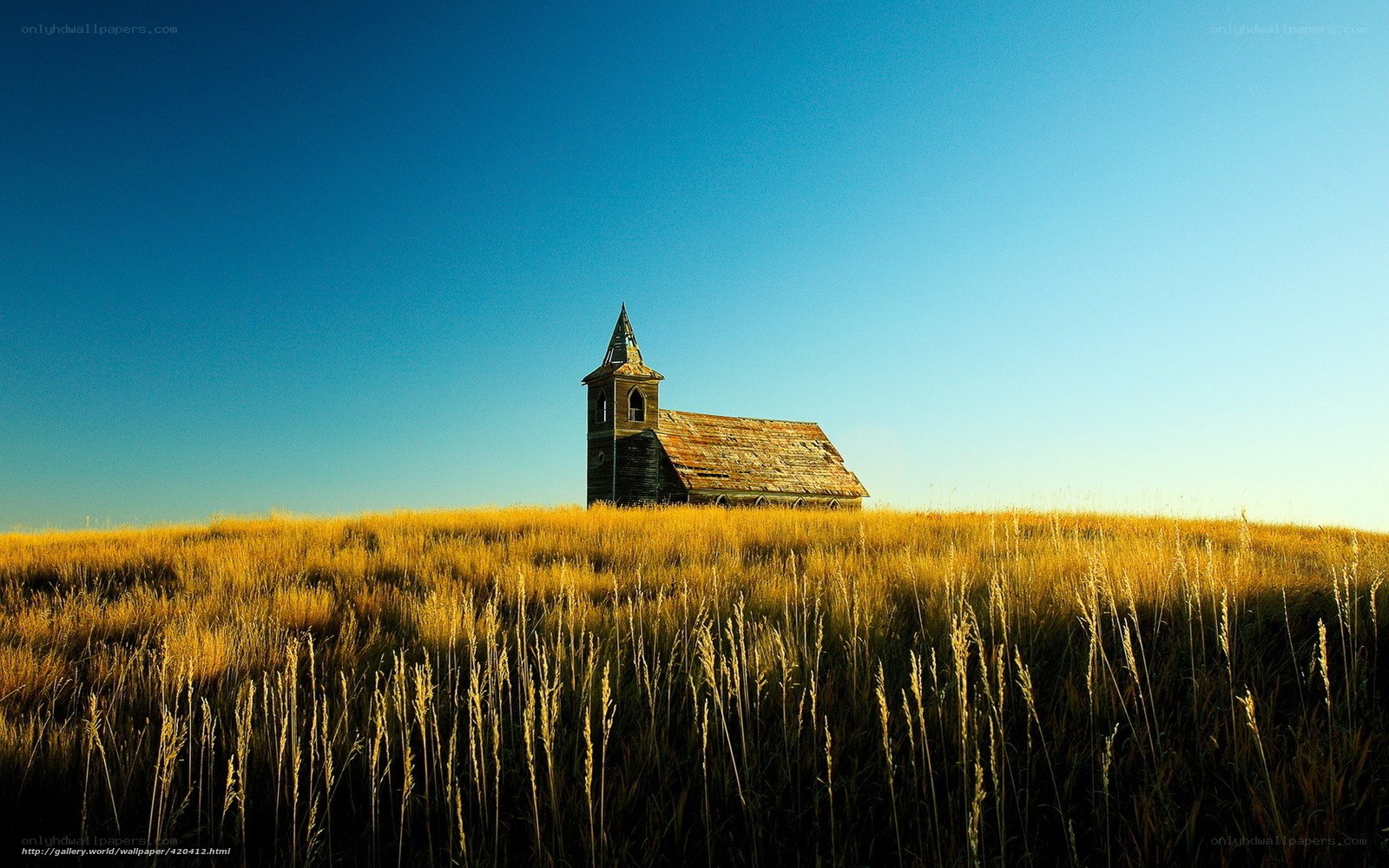 Abandoned church in golden field