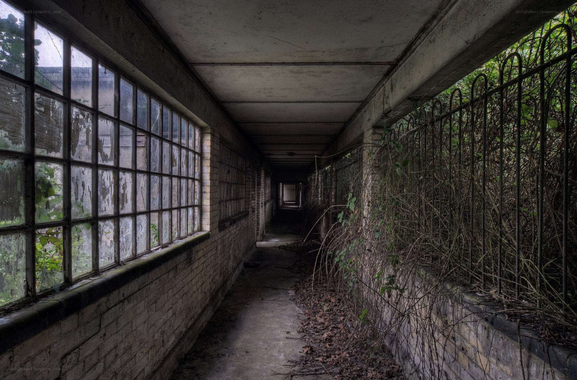 abandoned corridor with overgrown plants