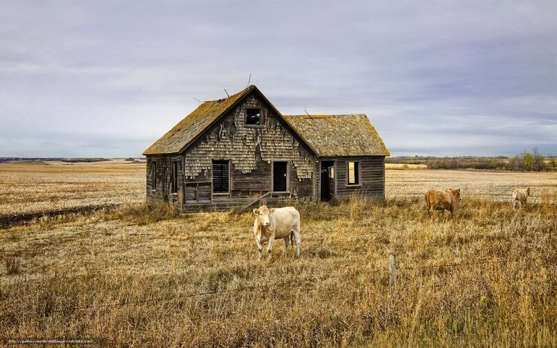 abandoned farmhouse with cows
