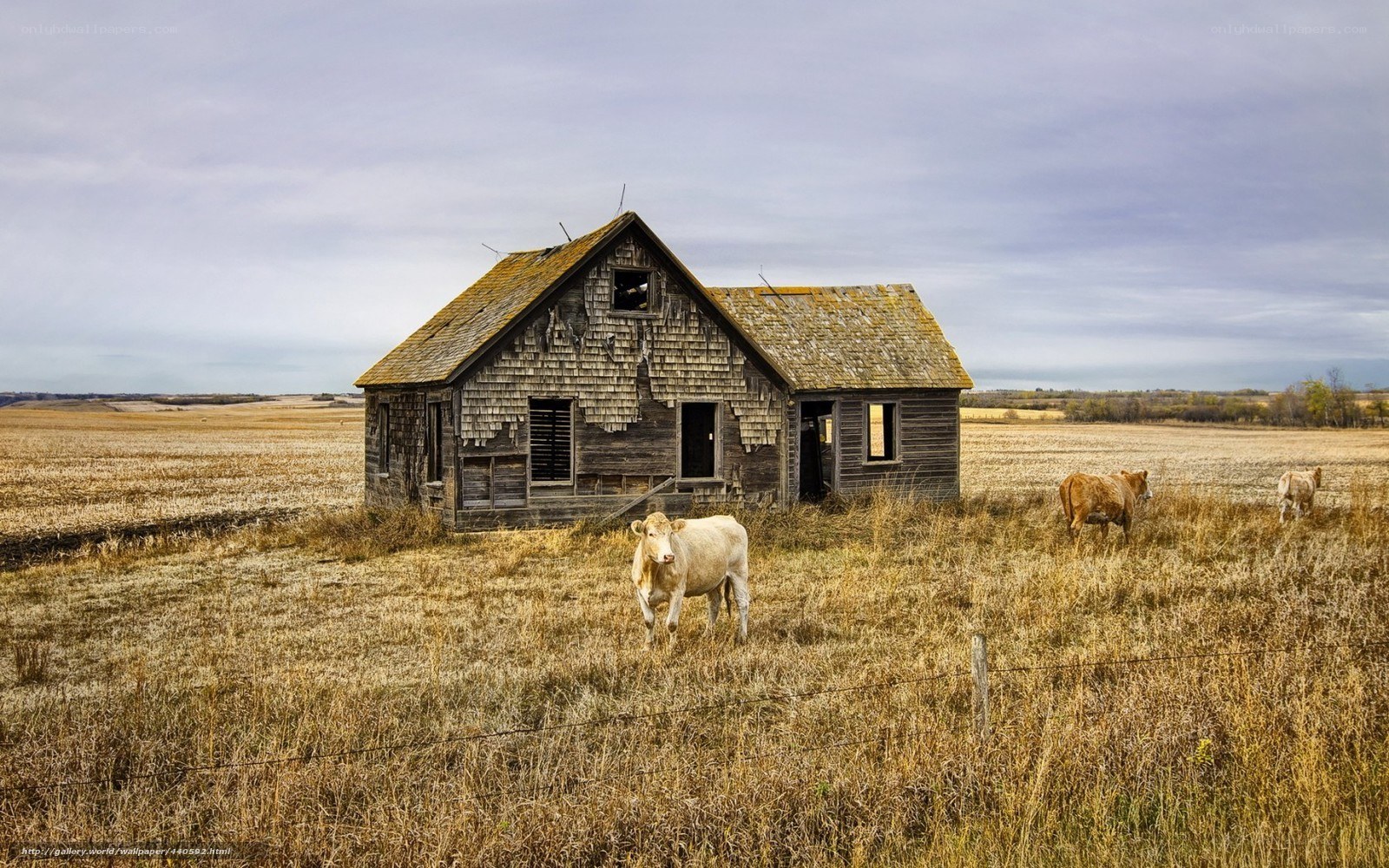 abandoned farmhouse with cows