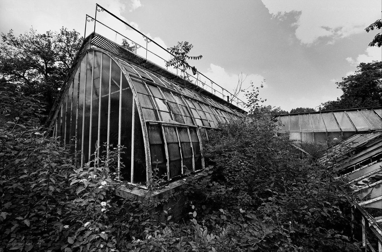 Abandoned greenhouse overgrown with plants