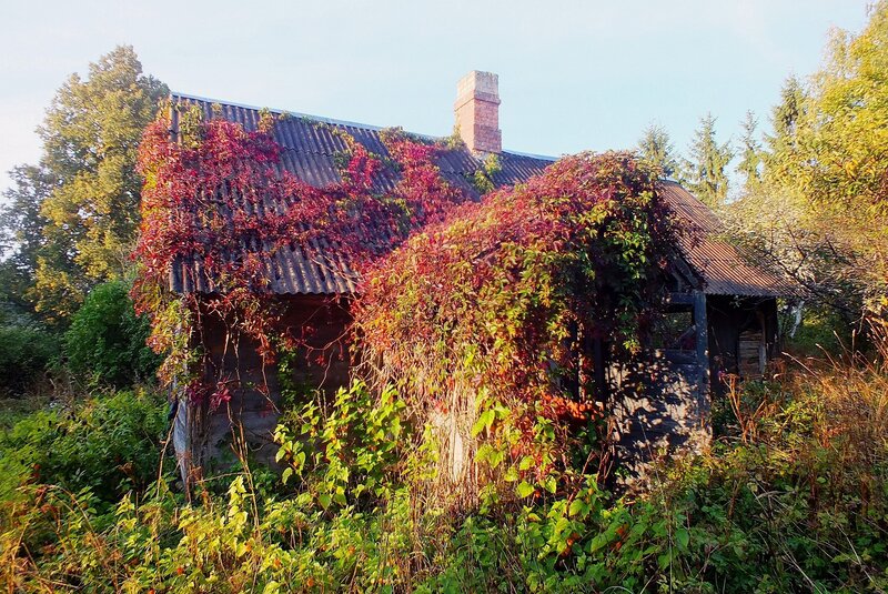Abandoned House Covered in Vines
