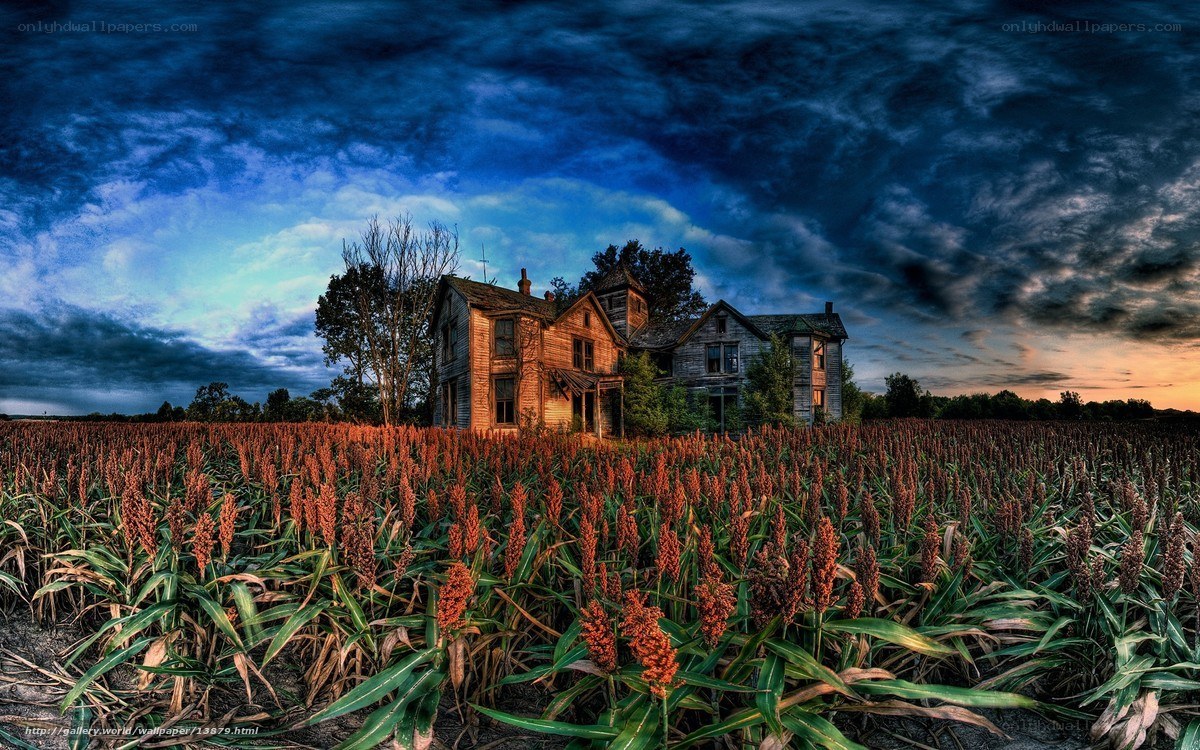 Abandoned house in a cornfield