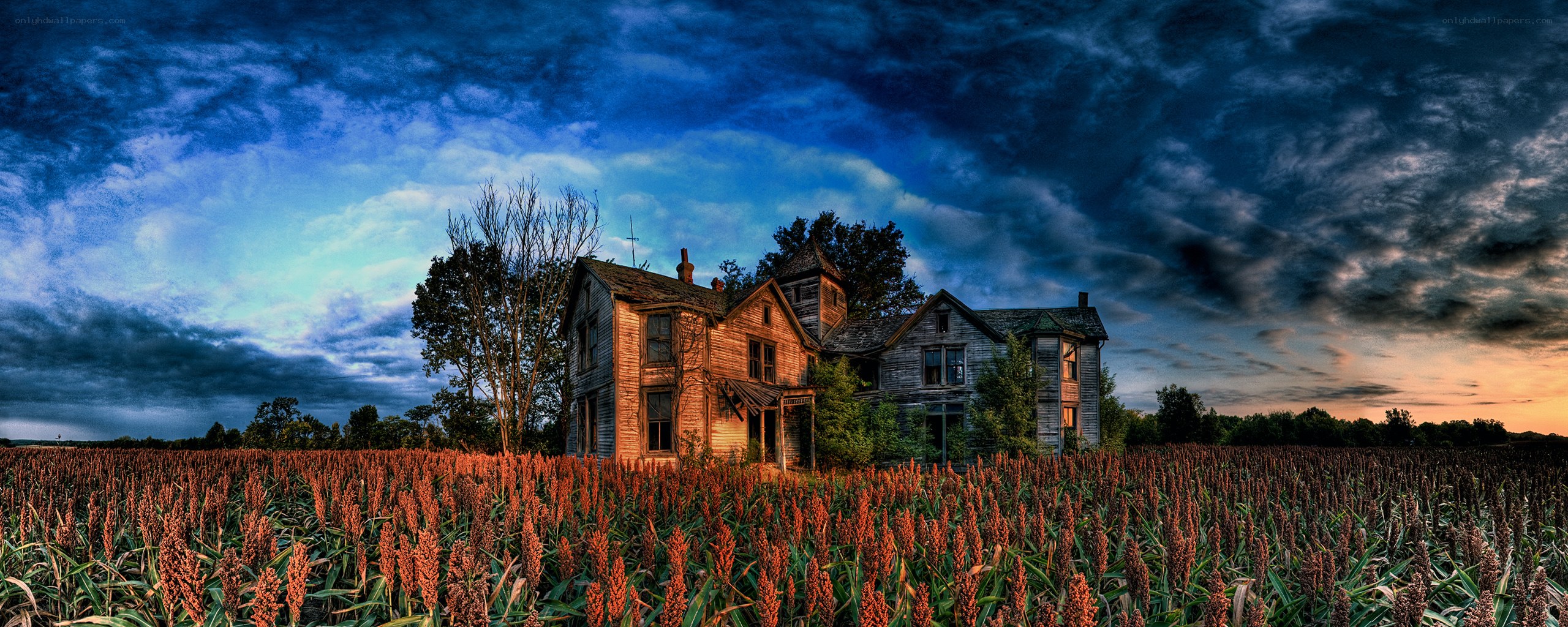 Abandoned house in a field