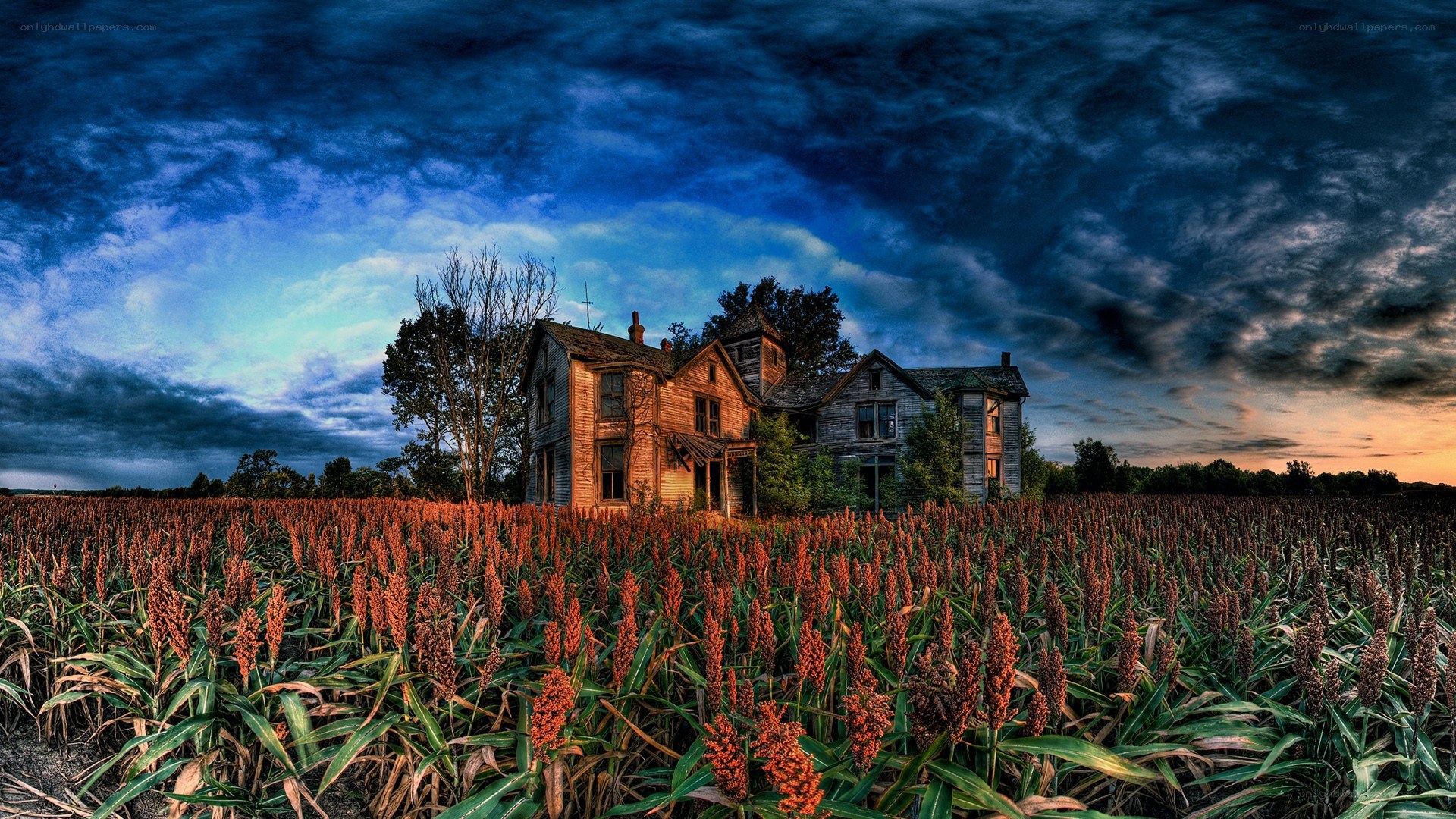 abandoned house in a field