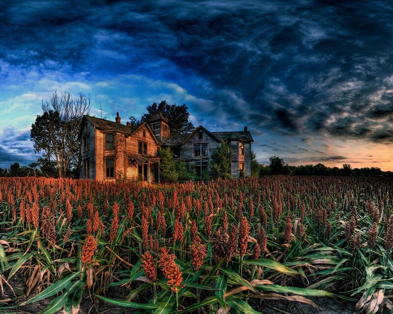 Abandoned house in a sorghum field