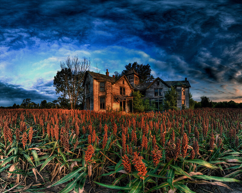 Abandoned house in a sorghum field
