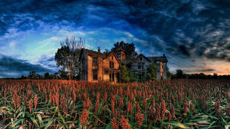 Abandoned house in a sorghum field