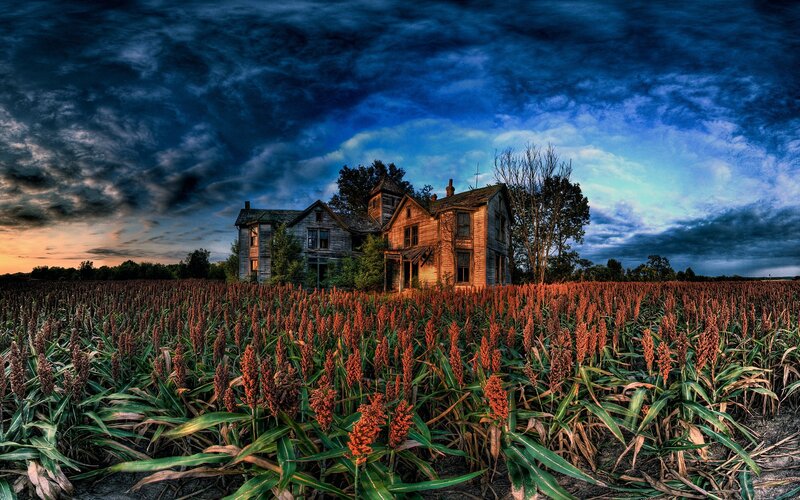 Abandoned house in a sorghum field