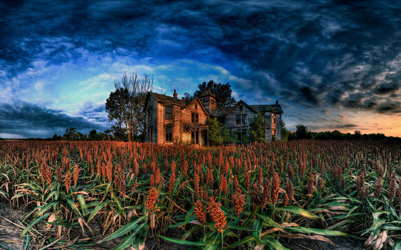 Abandoned house in a sorghum field