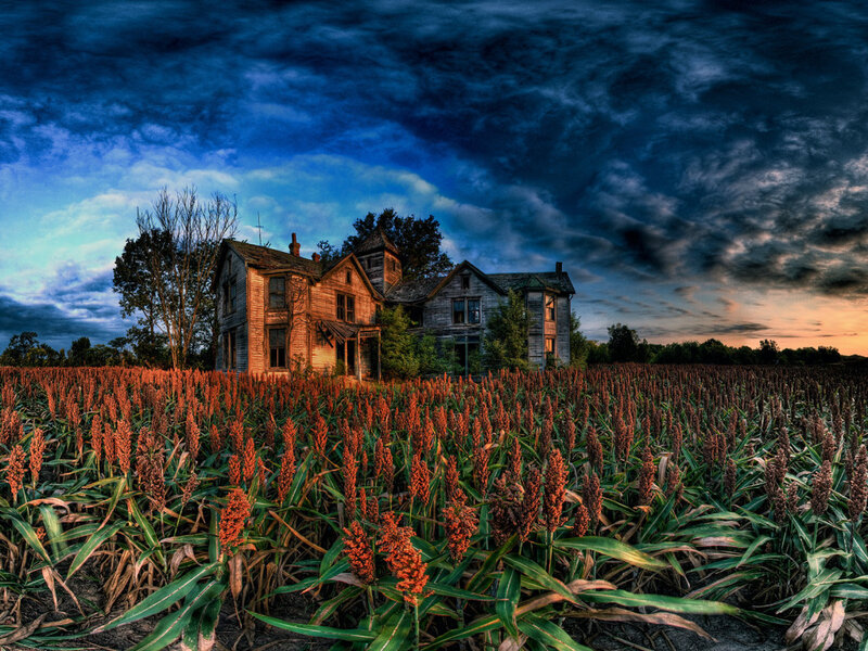 Abandoned house in a sorghum field