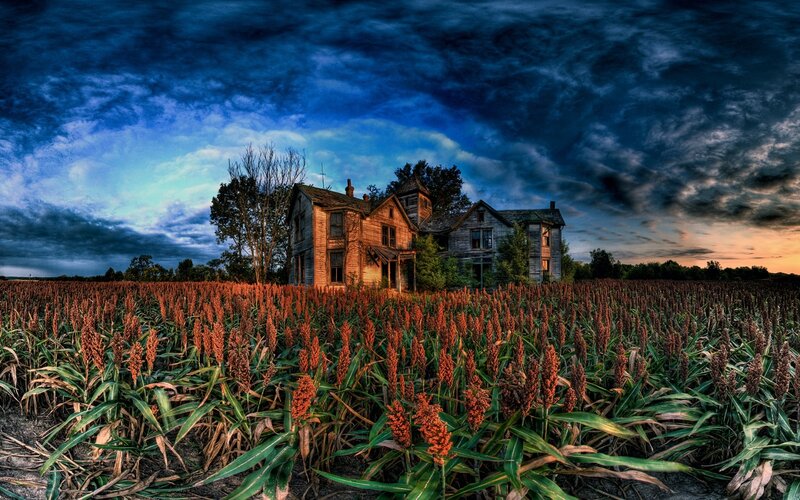 Abandoned house in a sorghum field