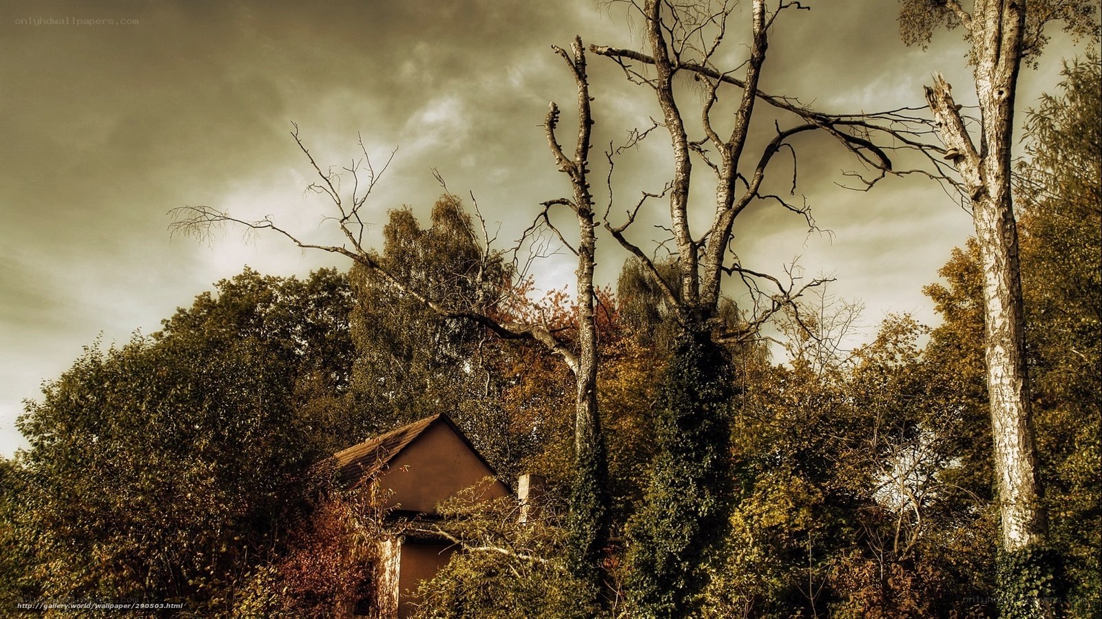Abandoned house in autumn forest
