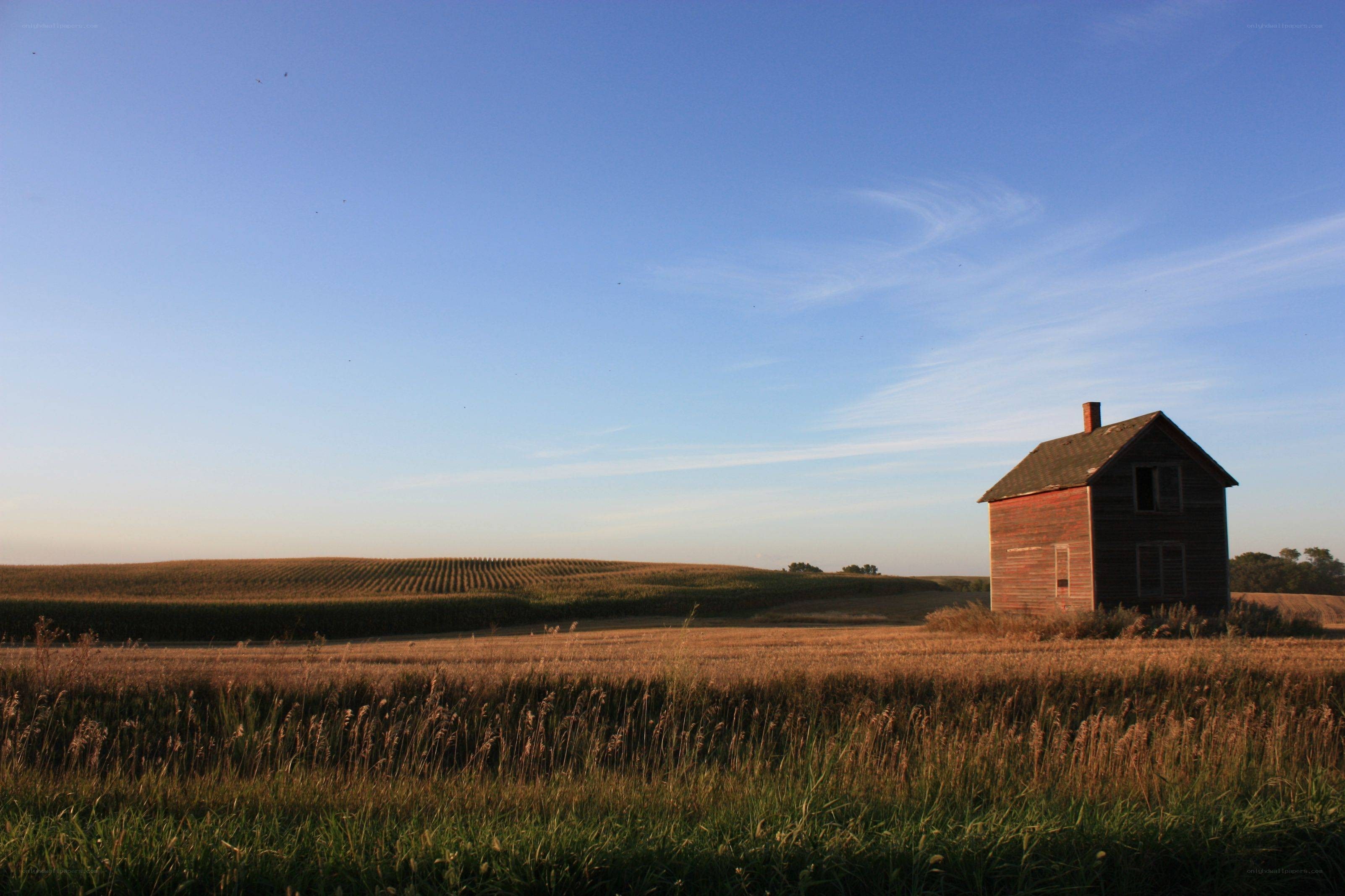 Abandoned house in cornfield