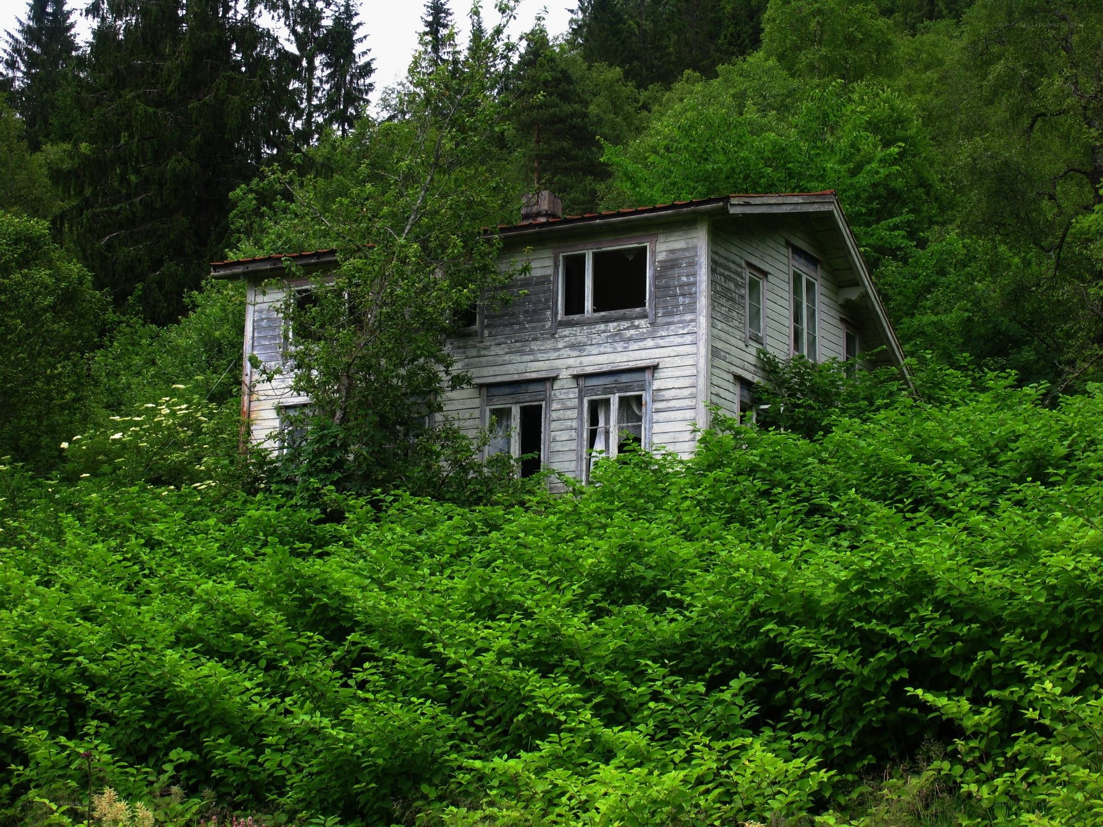 Abandoned house in forest