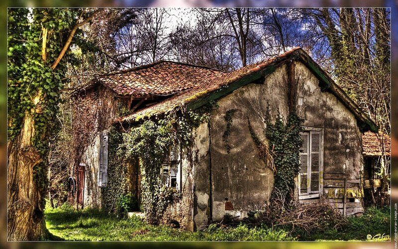 abandoned house in forest