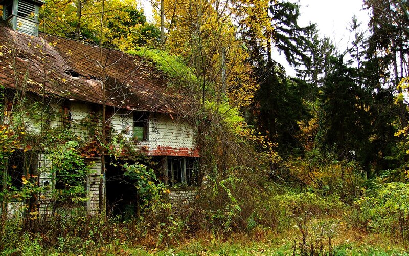 Abandoned House in Forest — Green, Desolate