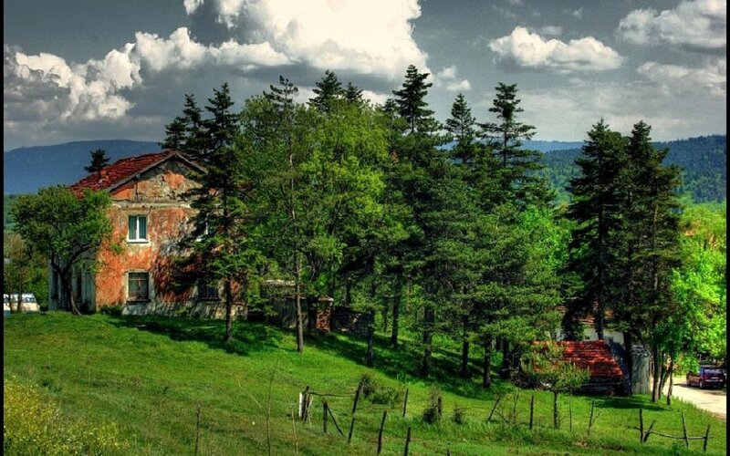 Abandoned House in Forest — Green