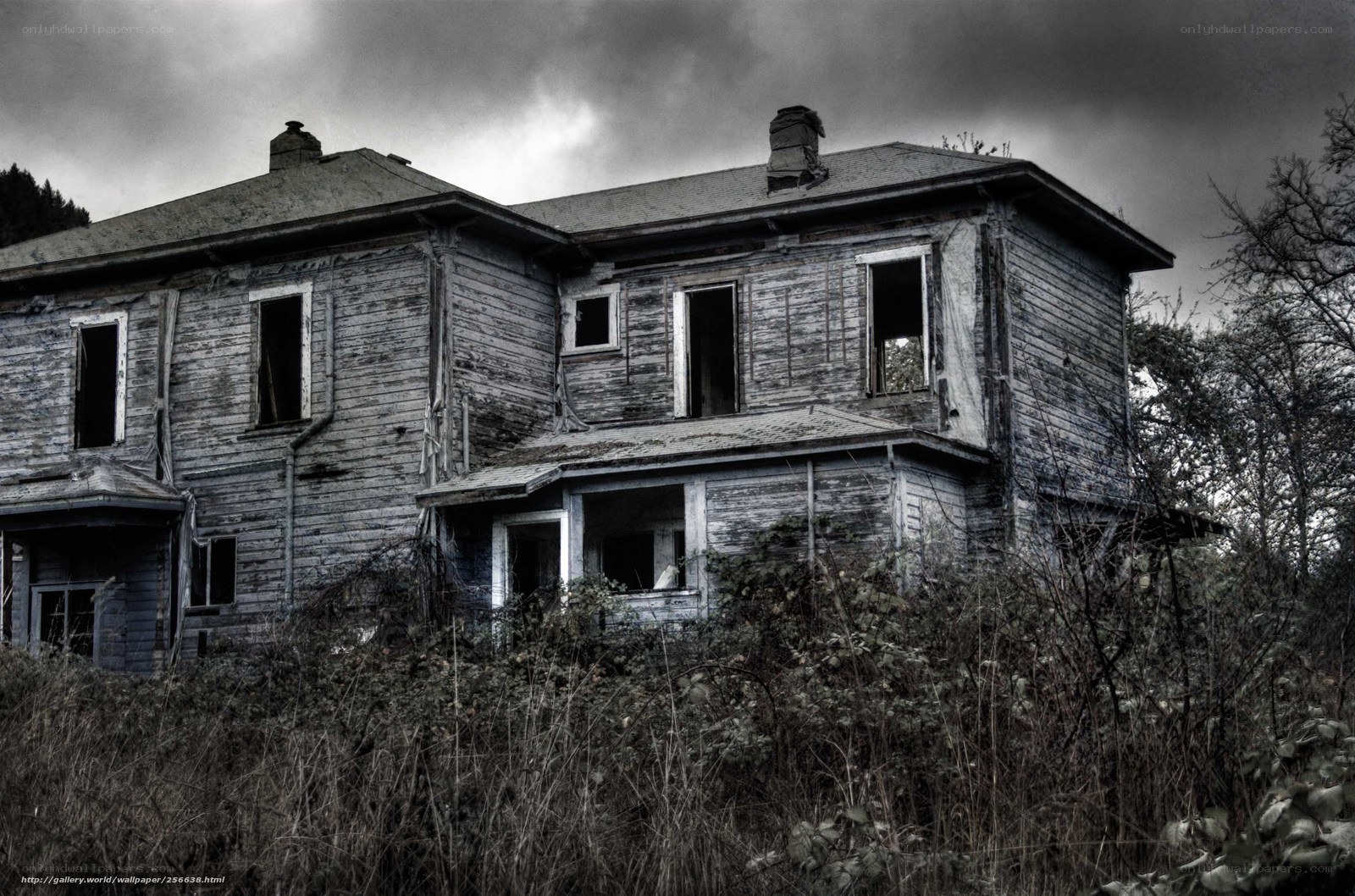 abandoned house in overgrown yard