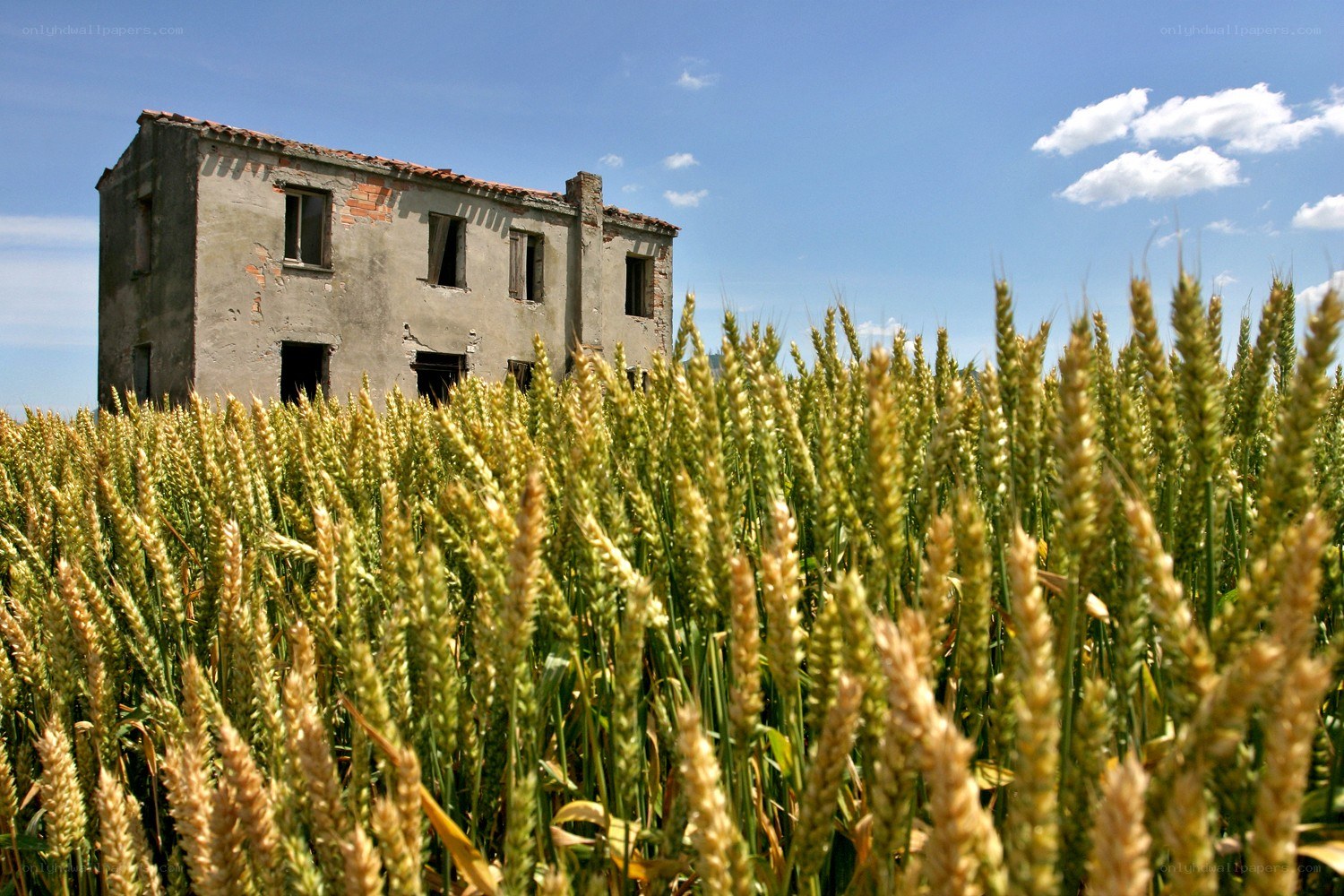 Abandoned house in wheat field
