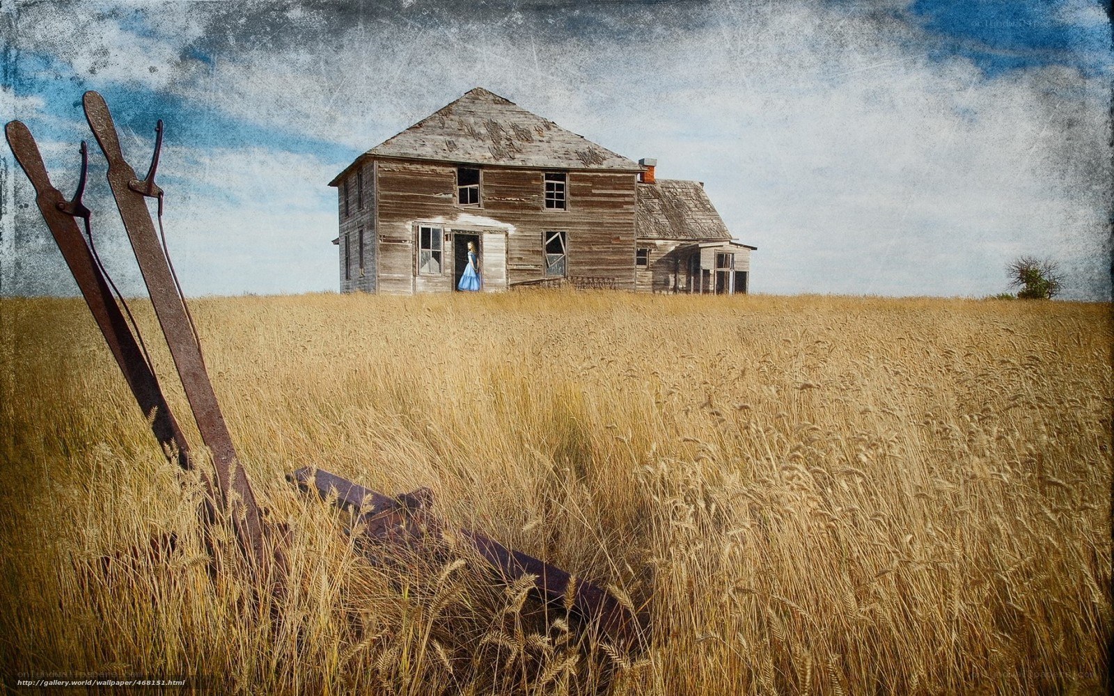 Abandoned house in wheat field
