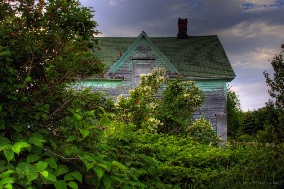 Abandoned house overgrown with vines