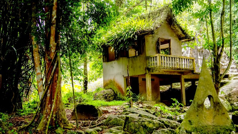 Abandoned Hut in Forest — Green