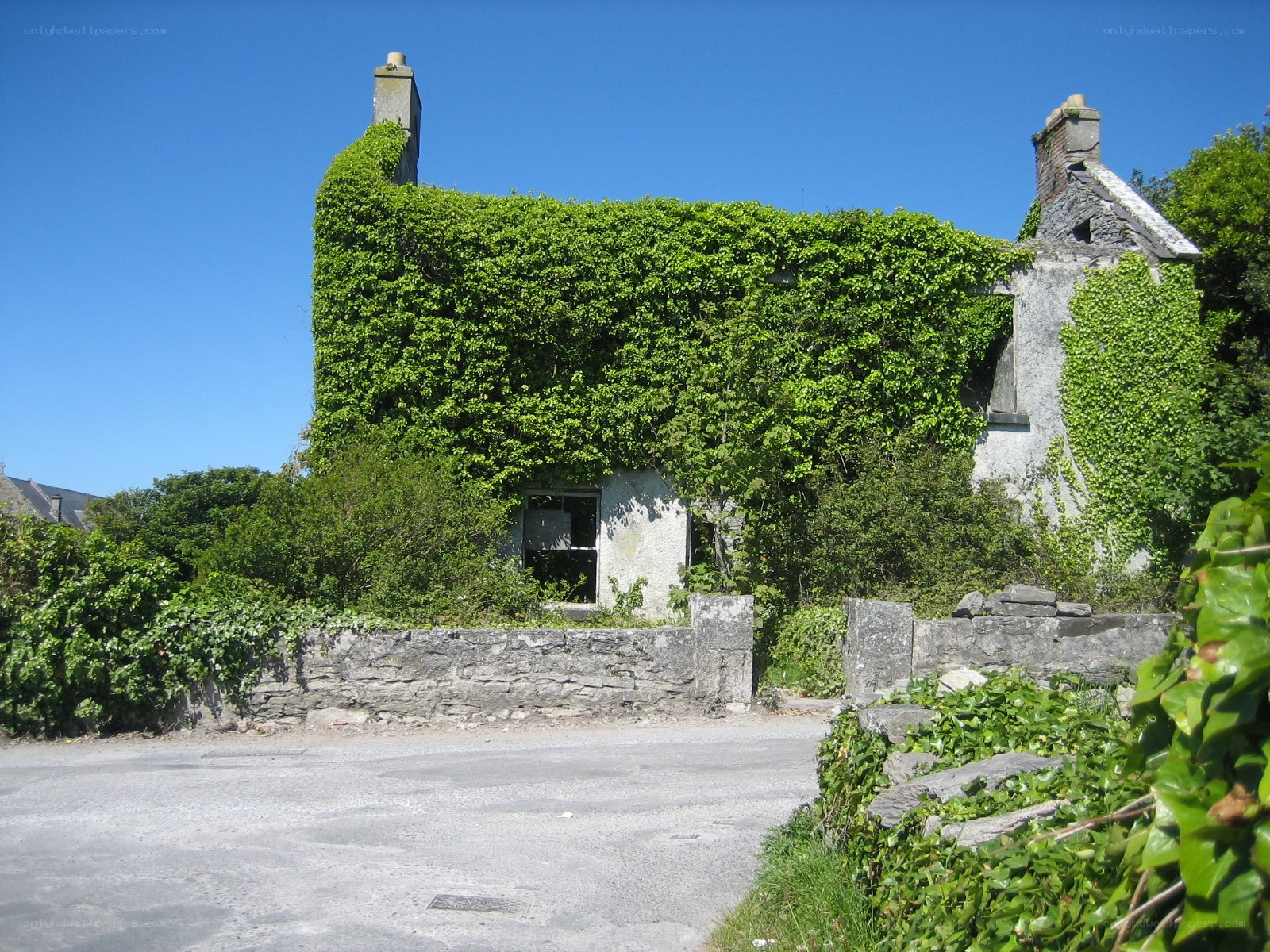Abandoned ivy-covered cottage